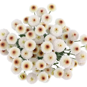 DOTTY SOFT