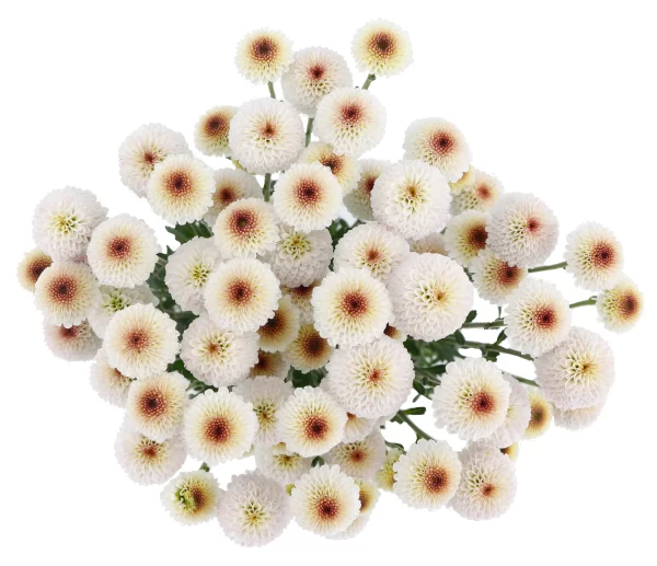 DOTTY SOFT