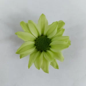 YODA
