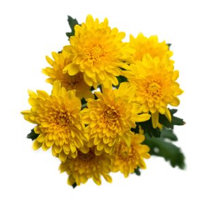 SUNKISS YELLOW
