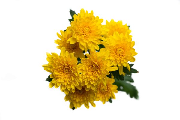 SUNKISS YELLOW