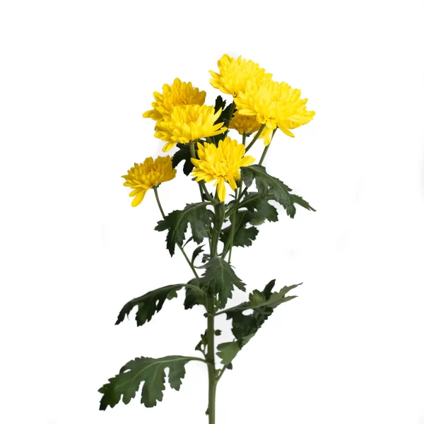 SUNKISS YELLOW