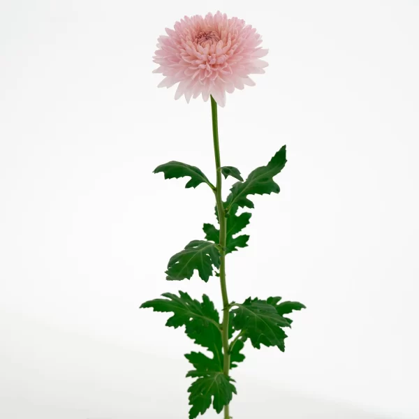 FAIRYTALE PINK