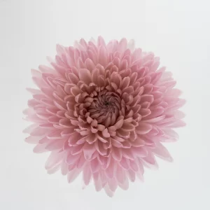 FAIRYTALE PINK