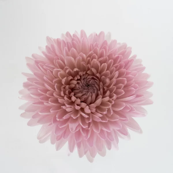 FAIRYTALE PINK