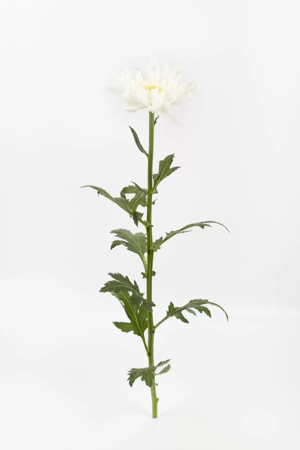 GALA WHITE