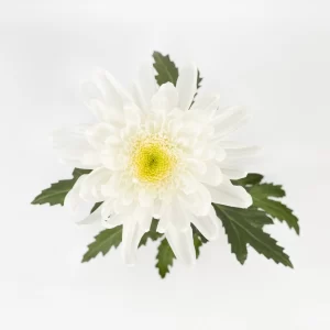 GALA WHITE