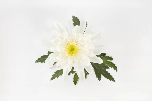 GALA WHITE