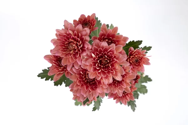 PRODIGY CORAL