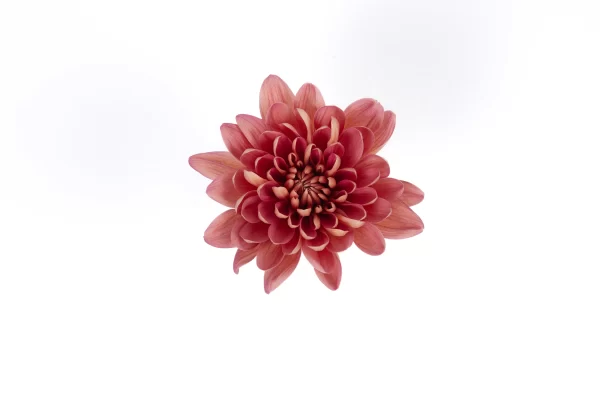 PRODIGY CORAL