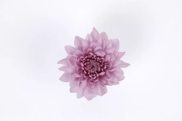 GIORGINA