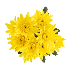 GRAND PRESTIGE YELLOW