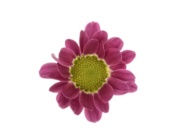 NEBULA DARK PINK