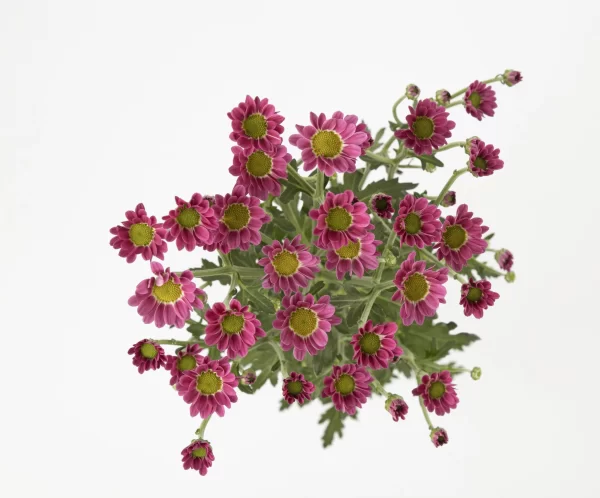 NEBULA DARK PINK