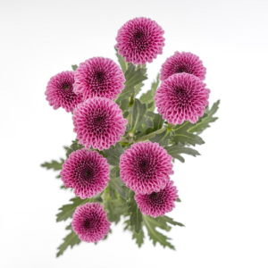 KAROL PURPLE