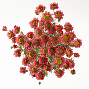 NEBULA CHERRY